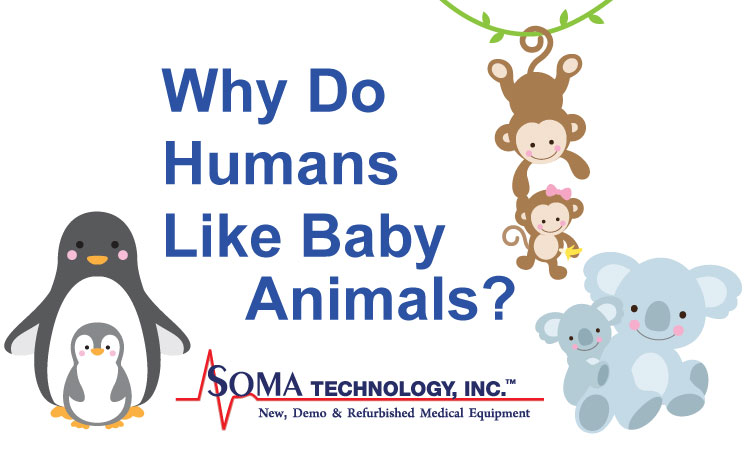 Why do human's like baby animals? - Soma Technology, Inc.