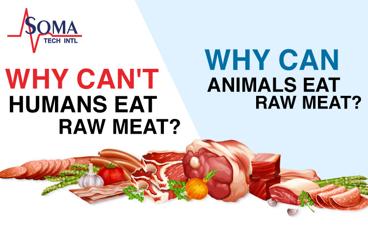Why CAN'T humans eat raw meat? | Why CAN animals eat raw meat? | Soma Tech Intl