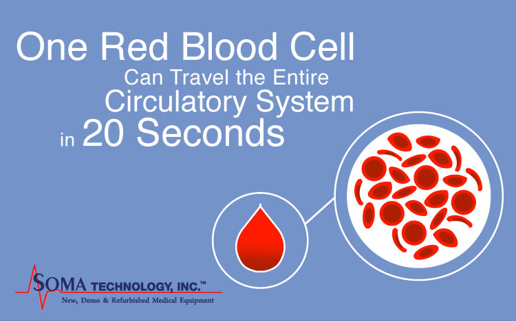 Fun Fact Friday Red Blood Cell