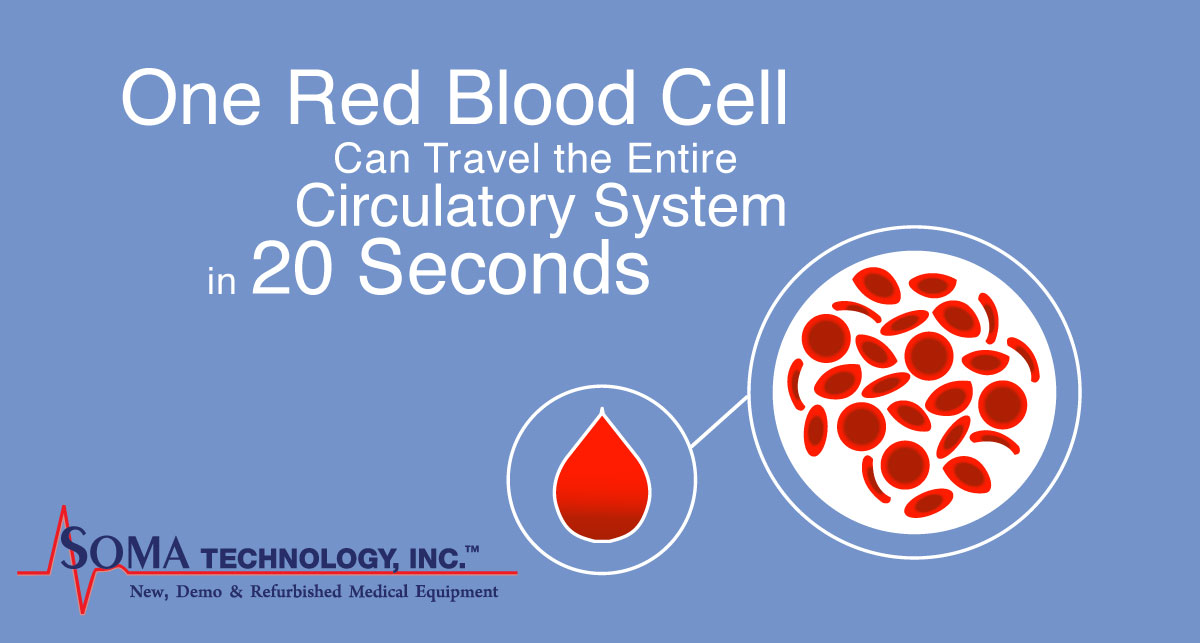 Fun Fact Friday Red Blood Cell