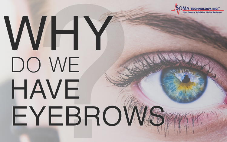 Why Do We Have Eyebrows