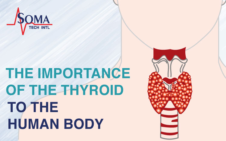 The Importance Of The Thyroid Gland To The Human Body