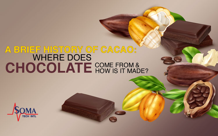 A Brief History of Cacao: Where does Chocolate Come From And How Is It Made?