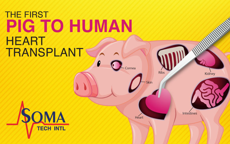 The First Pig To Human Heart Transplant