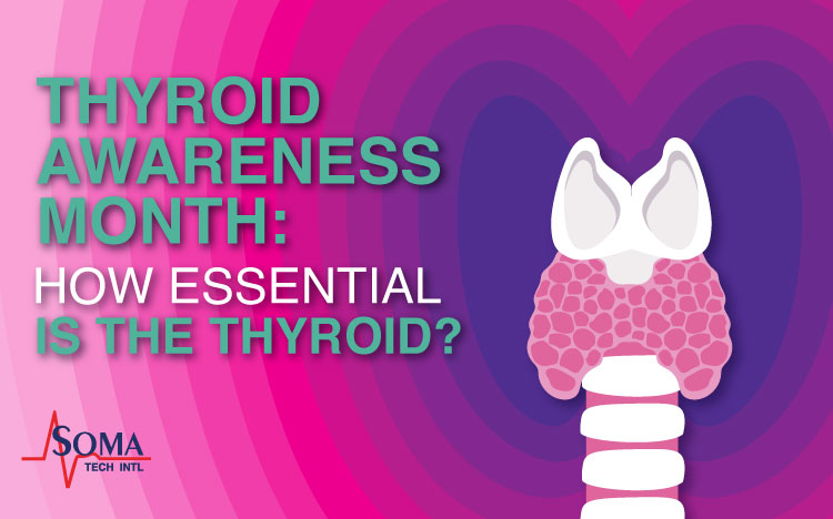 Thyroid Awareness Month: How Essential Is The Thyroid?