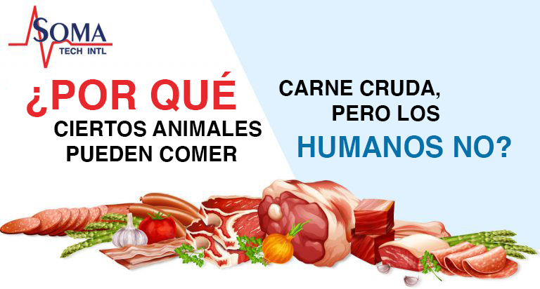 ¿Por Qué Ciertos Animales Pueden Comer Carne Cruda, Pero Los Humanos No?