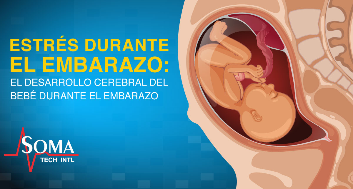 Estres Durante El Embarazo: El Desarrollo Cerebral Del Bebe Durante El Embarazo