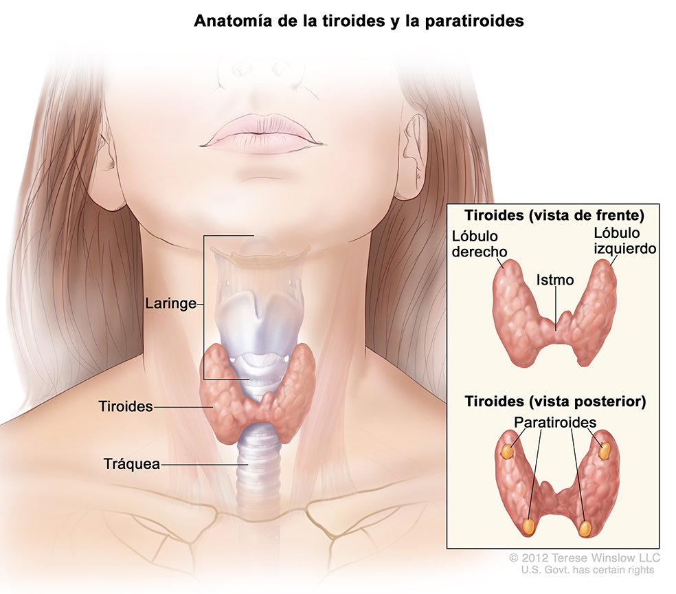 tiroides-atonomia