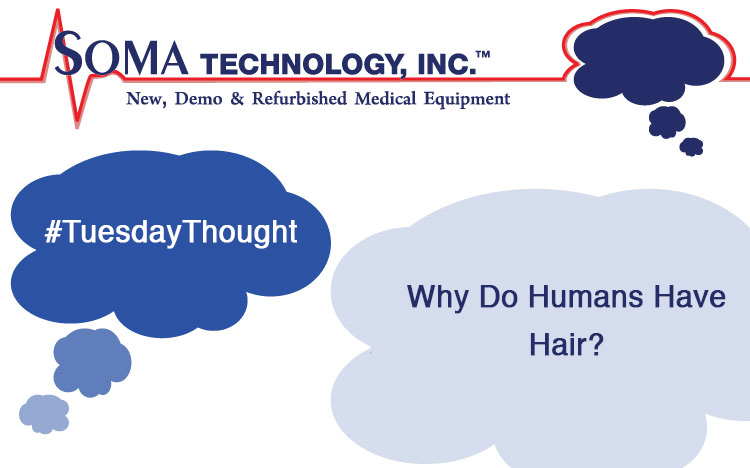 Why Do Humans Have Hair?