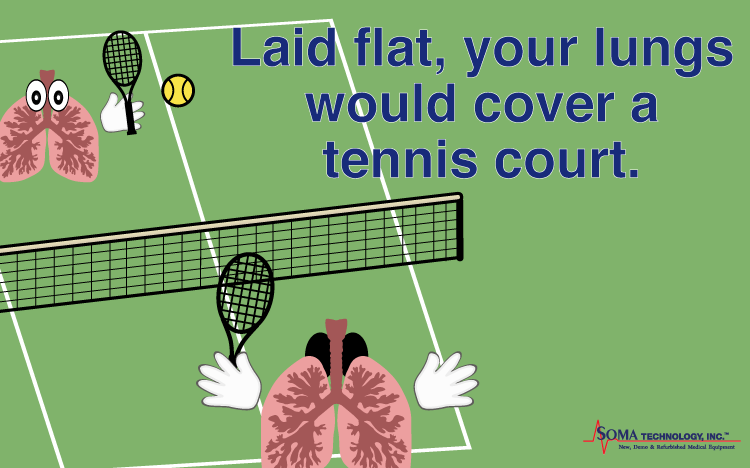 Laid Flat Your Lungs Would Cover a Tennis Court