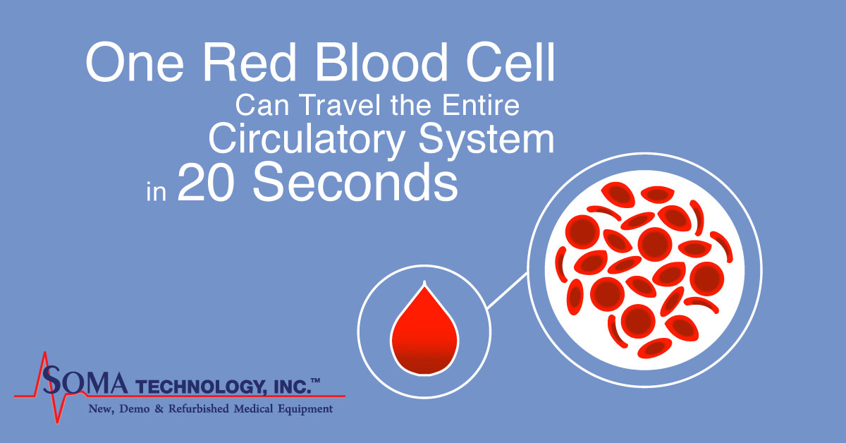 Fun Fact Friday: Bloody Good Facts - One Red Blood Cell