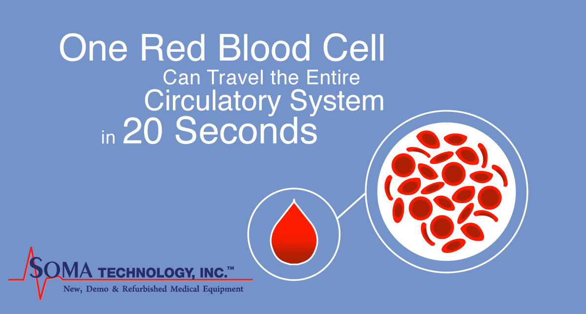 Fun Fact Friday: Bloody Good Facts - One Red Blood Cell