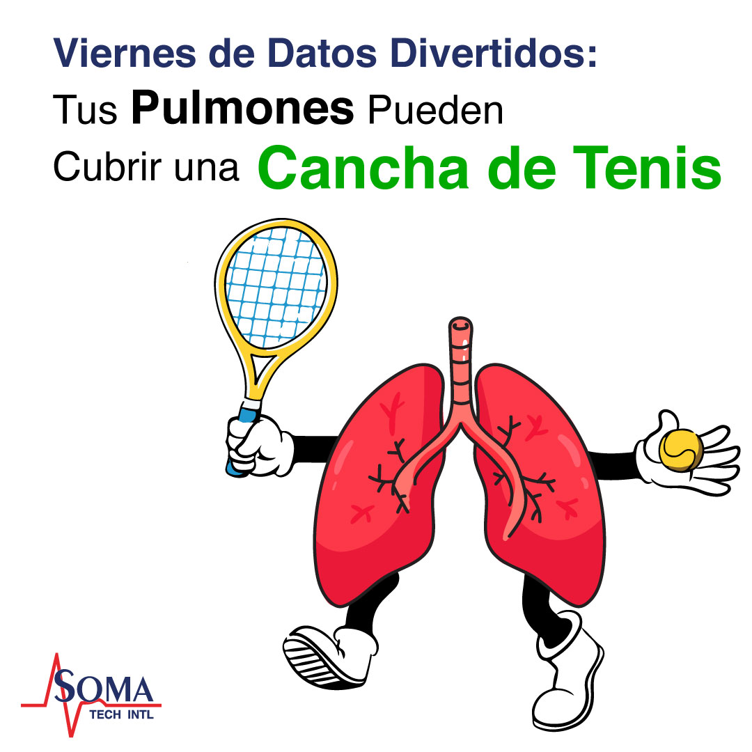 Viernes de Datos Divertidos: Tus Pulmones Pueden Cubrir una Cancha de Tenis Viernes de Datos Divertidos: Tus Pulmones Pueden Cubrir una Cancha de Tenis