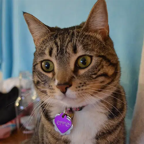 National Pet Day At Soma 5 Effie