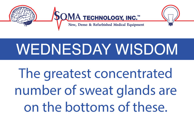 Largest Number of Sweat Glands